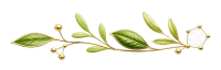透明背景 金绿植物枝条 1